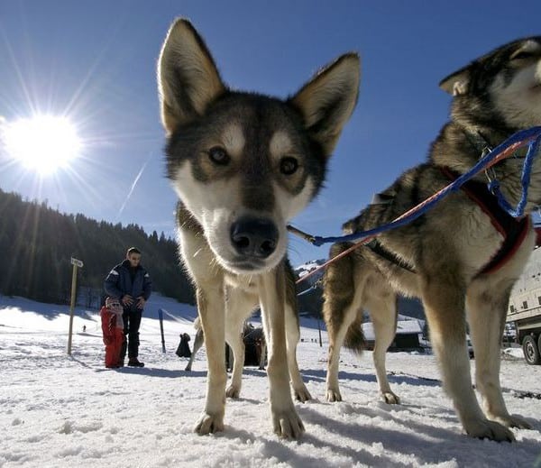 Chien de traineau